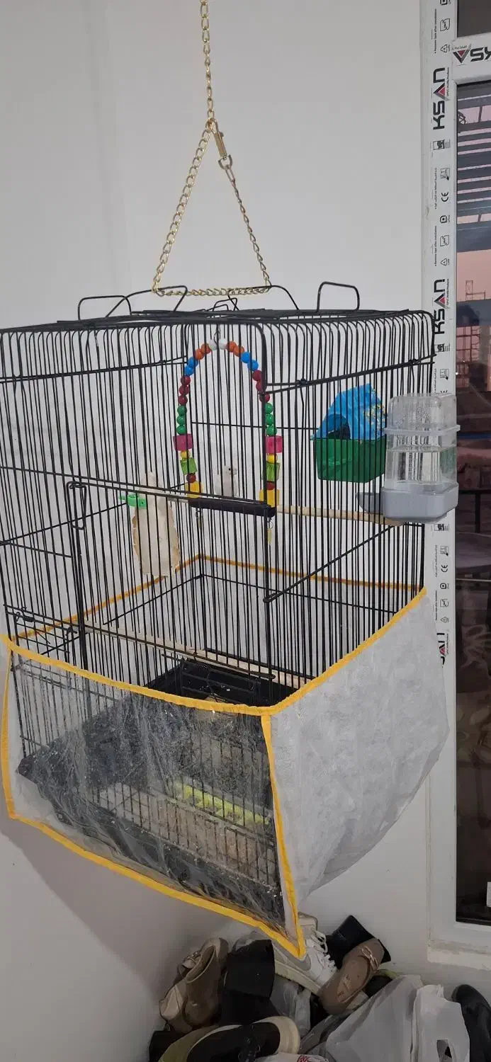 فنج|پرنده|مشهد, امیریه|دیوار