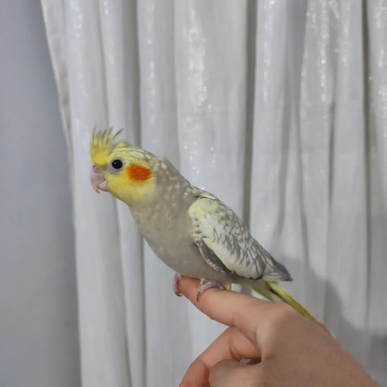 عروس هلندی|پرنده|شهر ری, منصوریه منگل|دیوار