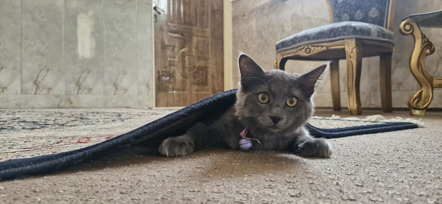 راشن بلو اصیل|گربه|قم, نیروگاه|دیوار