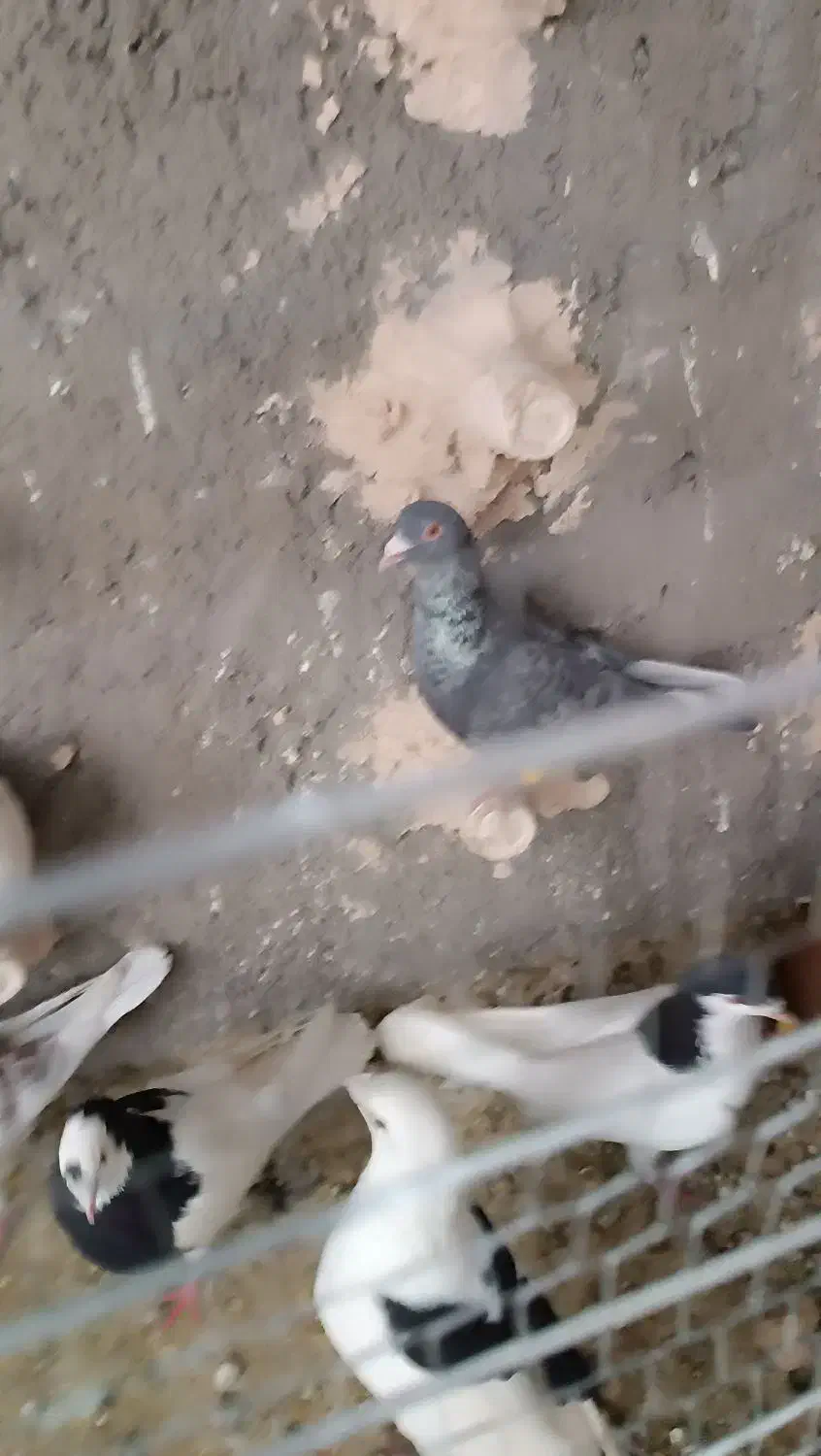 کبوتر|پرنده|نیشابور, مازول|دیوار