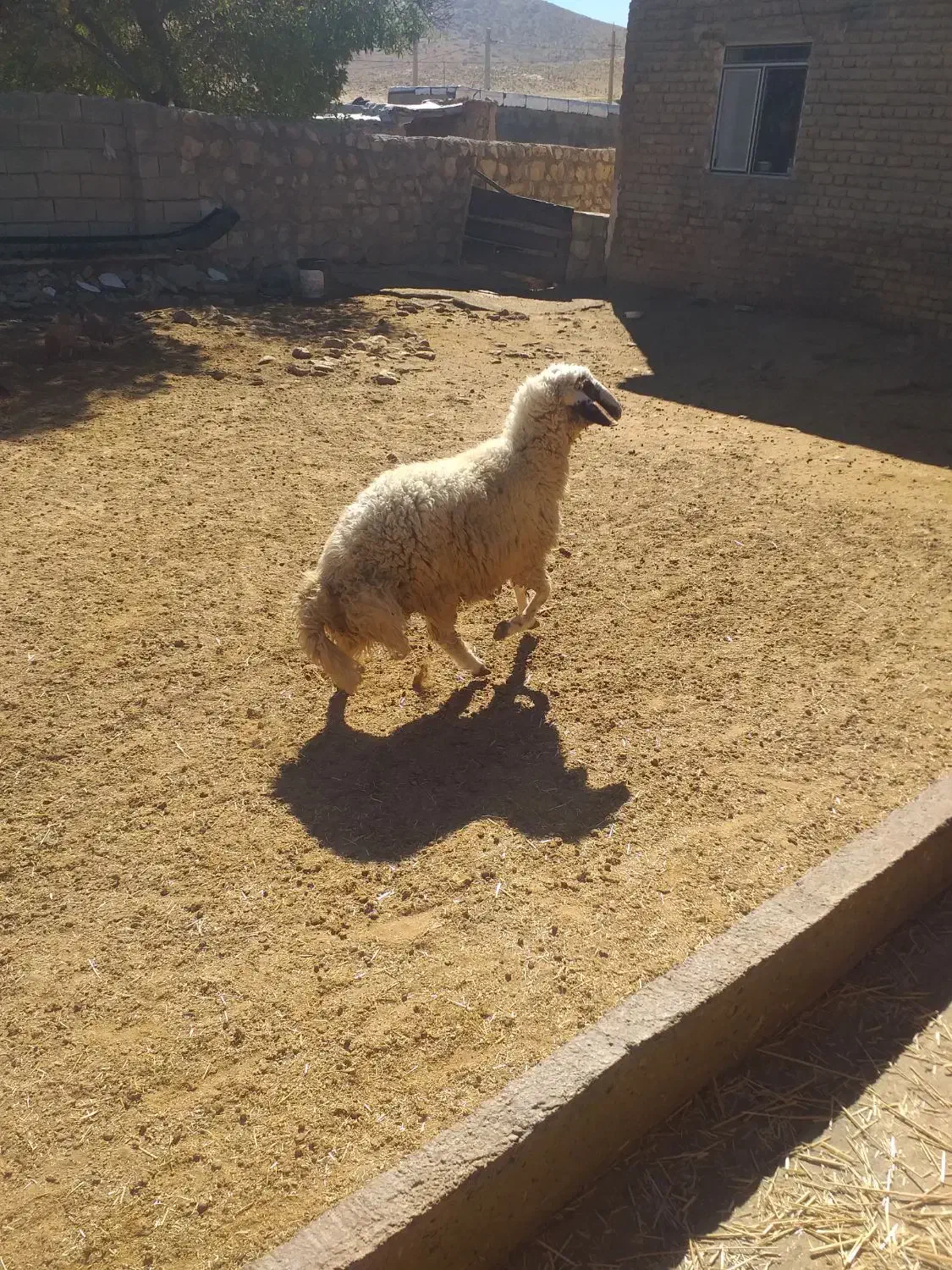 کاور ورن سنجابی|حیوانات مزرعه|حمیل, |دیوار