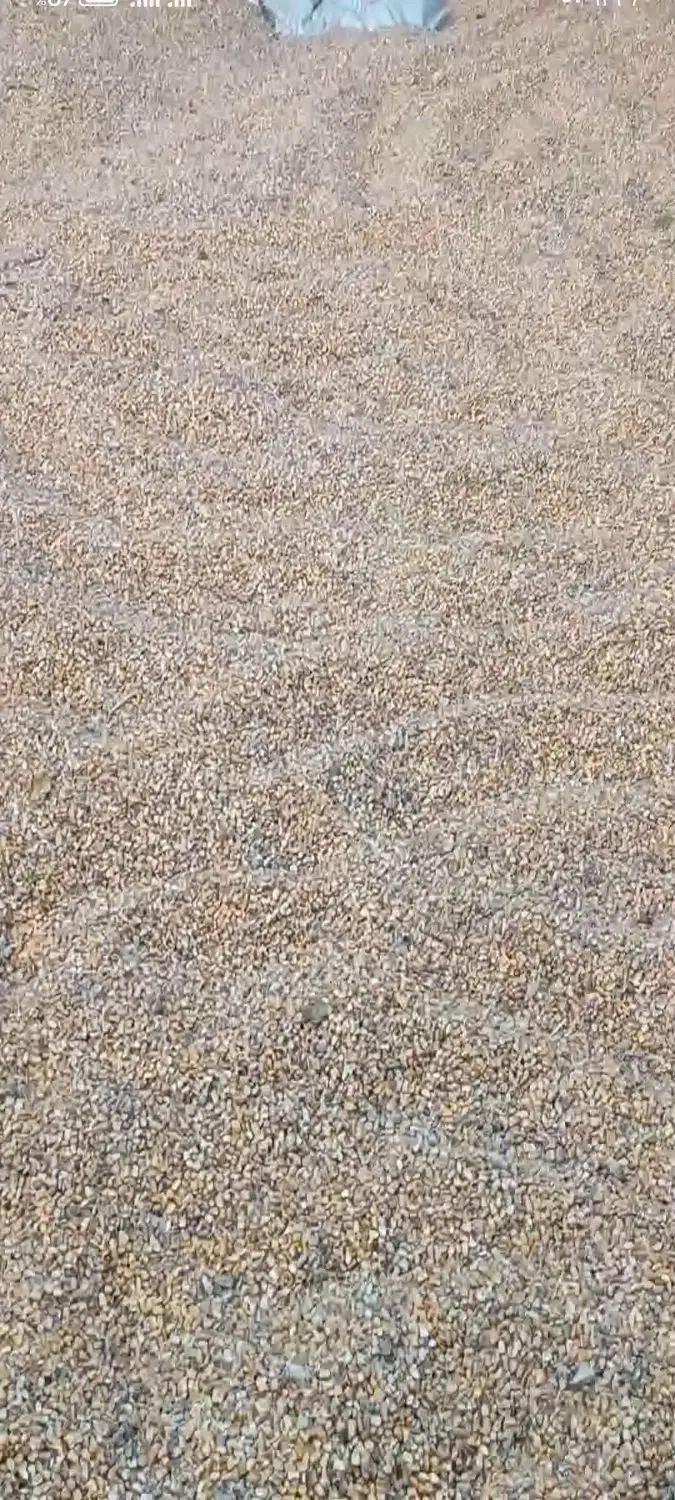 ذرت دانه (دان)|عمده‌فروشی|دینور, |دیوار