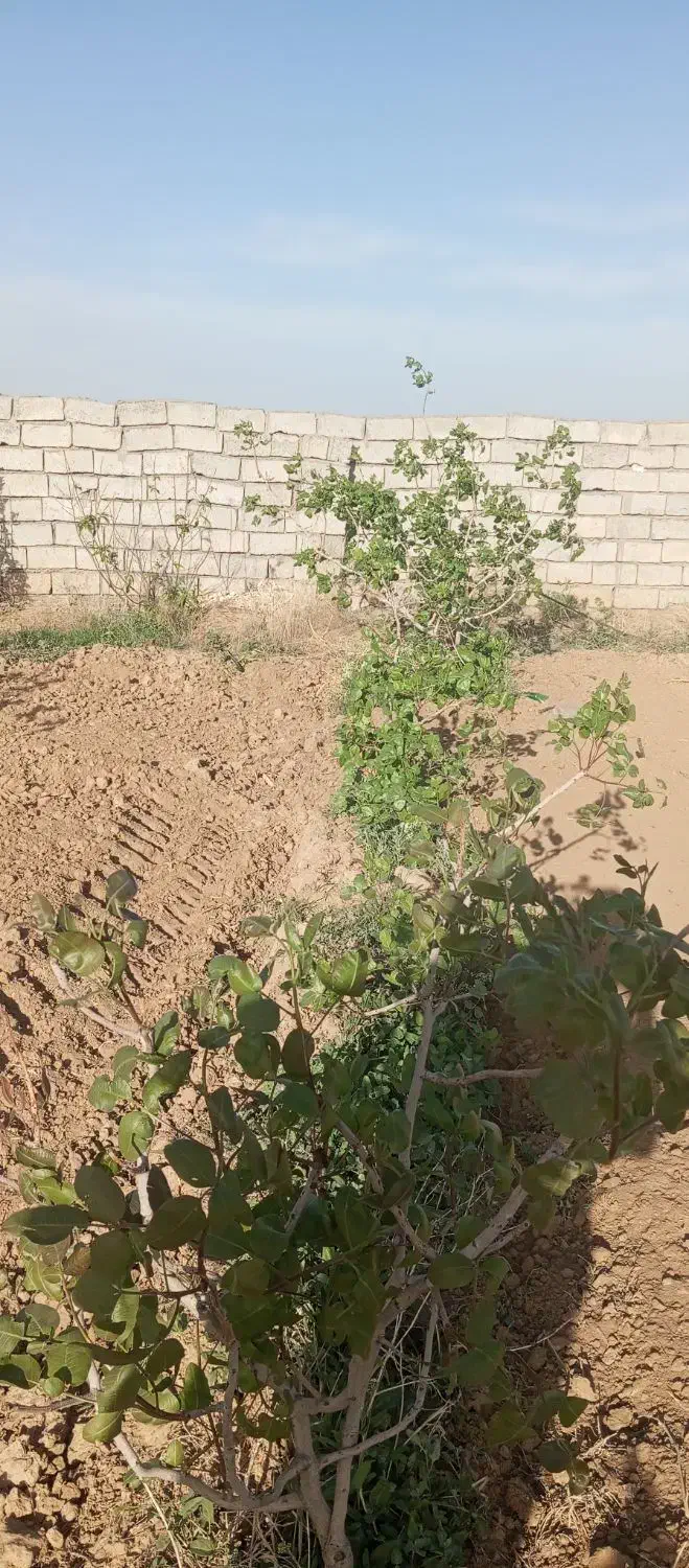 باغ پسته بینالود 3000متر 50دقیقه آب چاه|فروش دفتر صنعتی، کشاورزی، تجاری|ملک‌آباد, |دیوار