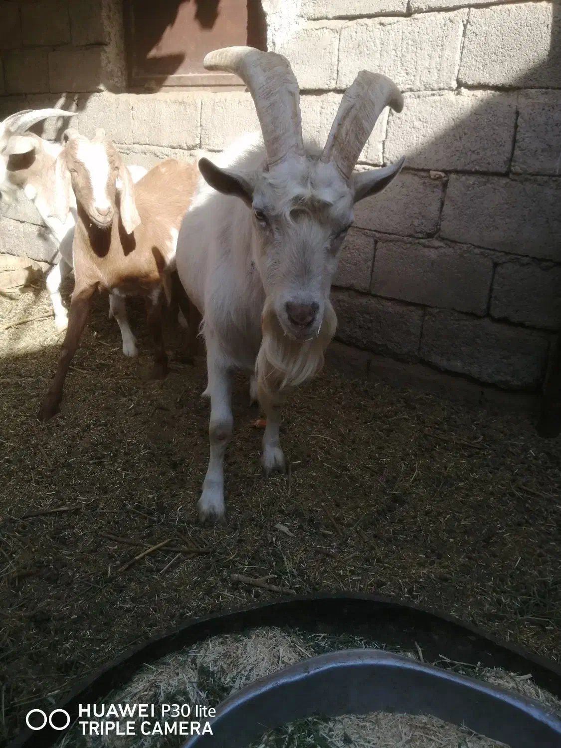 نری سانن|حیوانات مزرعه|گلباف, |دیوار