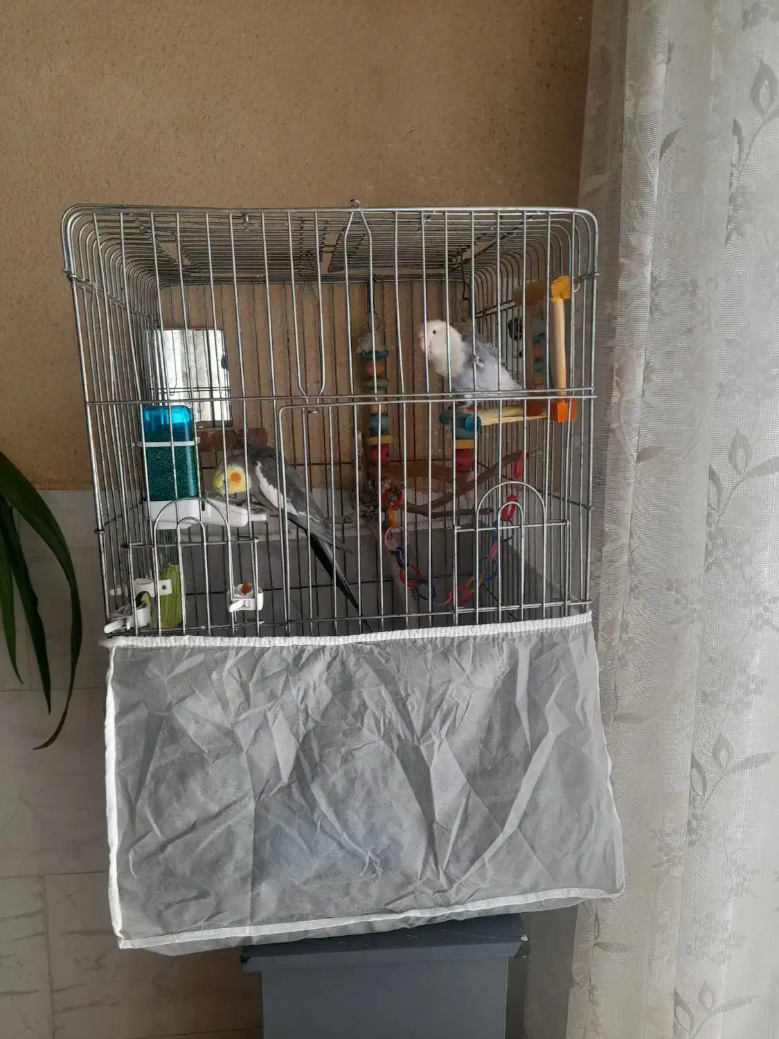 عروس هلندی و طوطی برزیلی با قفس|پرنده|یزد, |دیوار