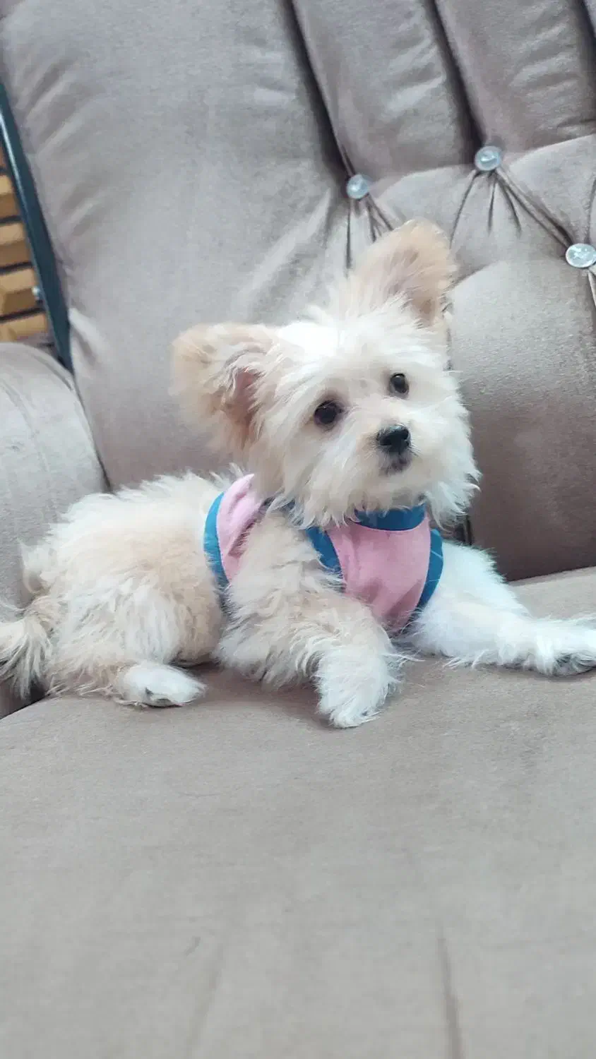 توله ماده کیوت|سگ|محلات, |دیوار