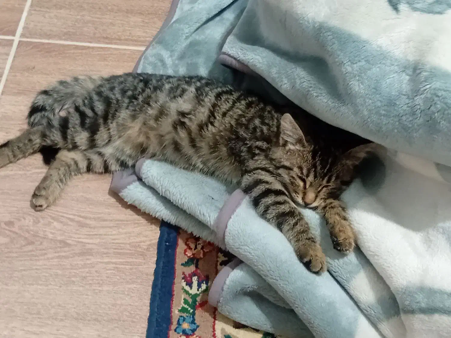 واگذاری بچه گربه ی بامزه|گربه|کرمان, |دیوار