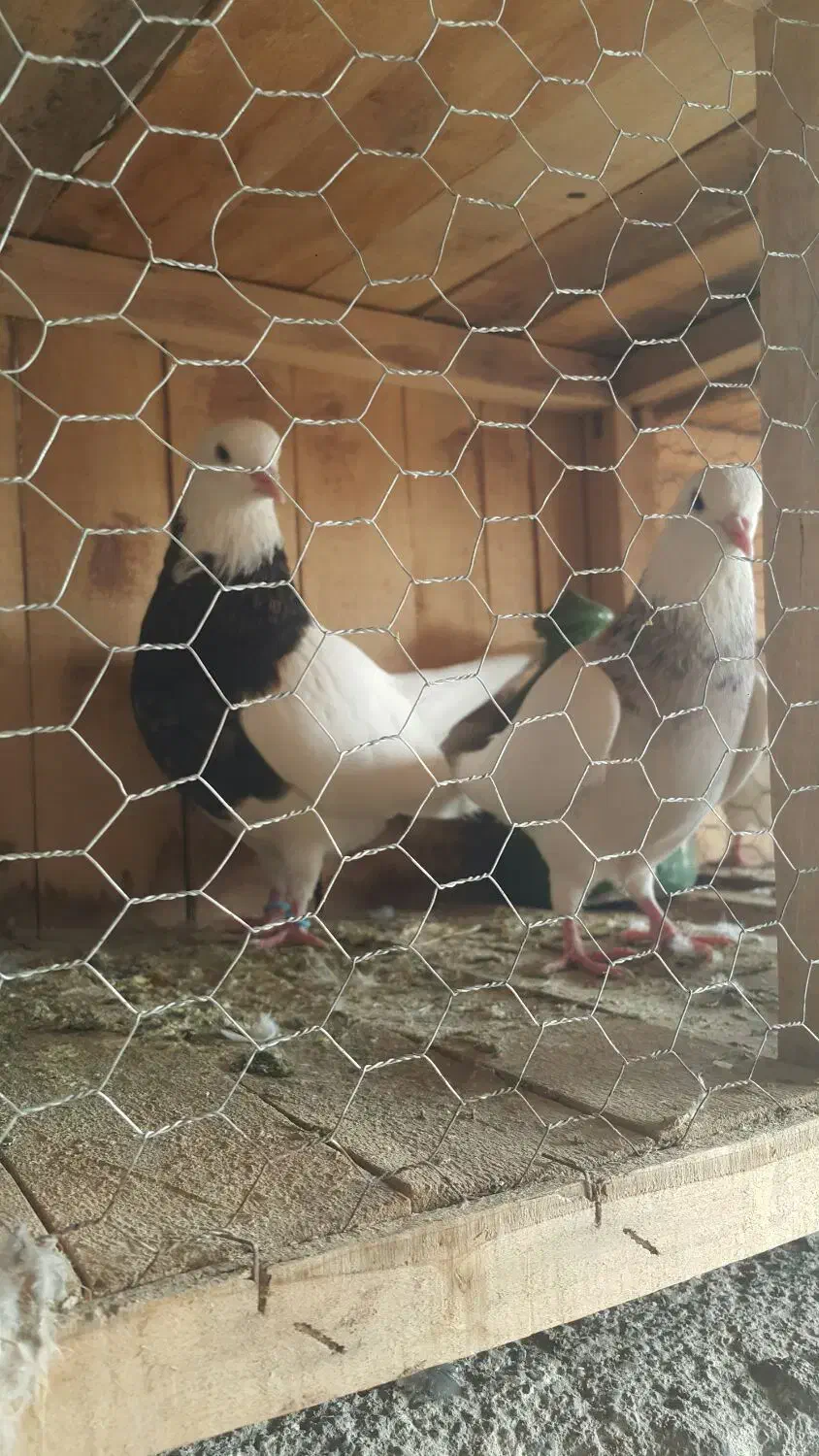 طوقی|پرنده|سلفچگان, |دیوار