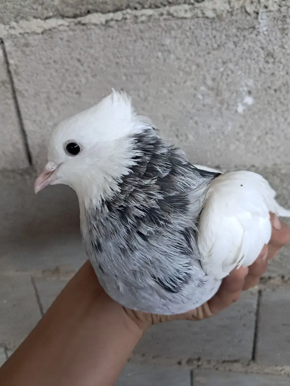 کفتر کبوتر طوقی و س|پرنده|گنبد کاووس, |دیوار