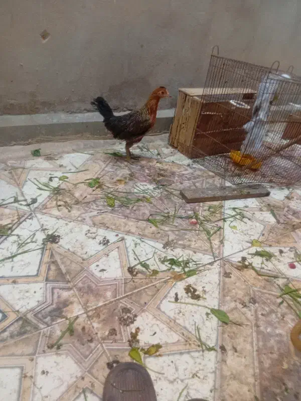 مرغ وخروس عربی ویک مرغ کرمانشاهی|حیوانات مزرعه|بندر امام خمینی, |دیوار