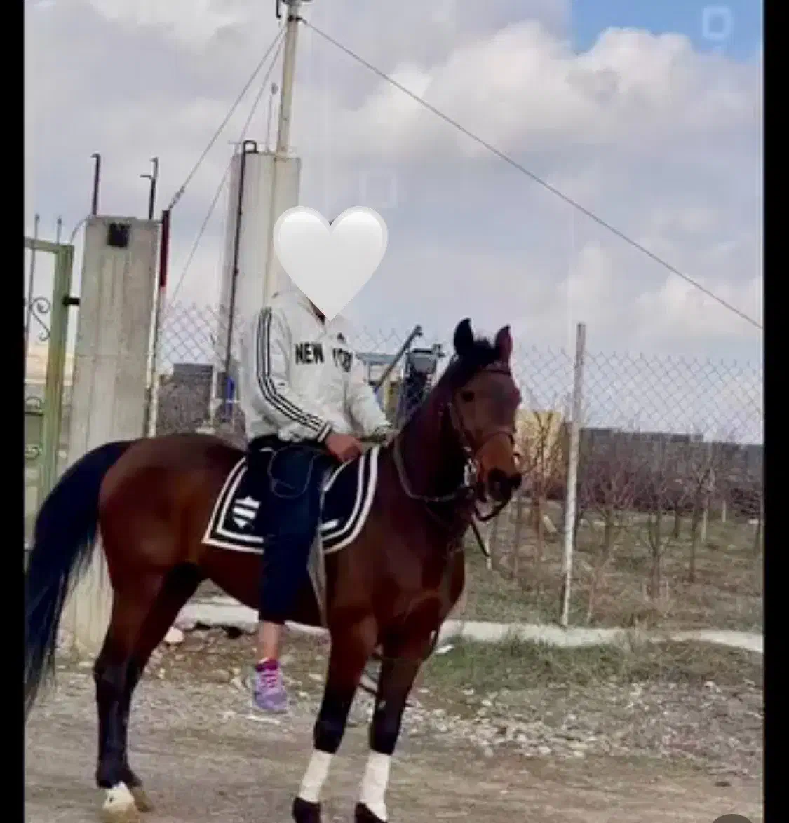 اسب|اسب و تجهیزات اسب‌سواری|اردبیل, |دیوار