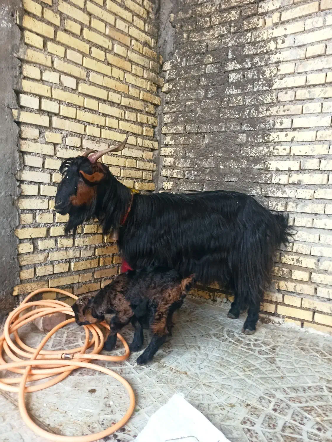 بز ترکی وبیگ نر|حیوانات مزرعه|شوشتر, |دیوار