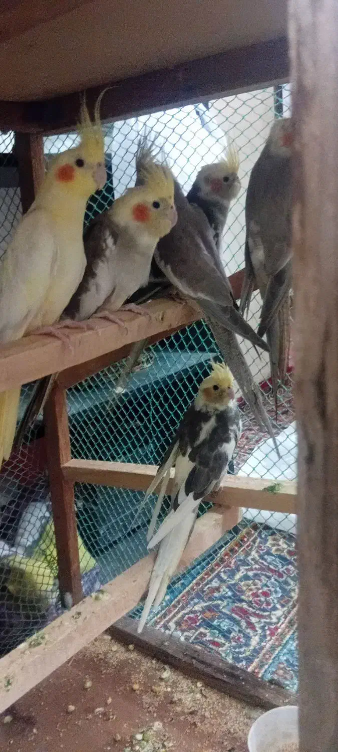 عروس هلندی|پرنده|بندرعباس, |دیوار