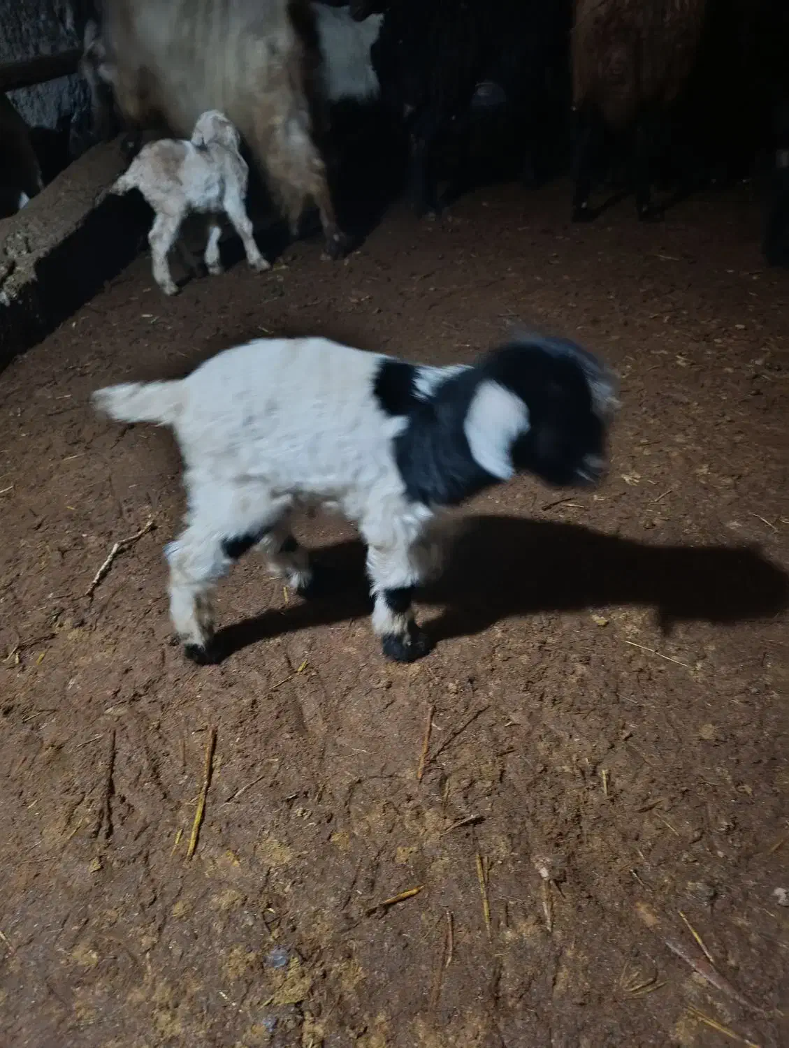 بز شیری|حیوانات مزرعه|بستان آباد, |دیوار