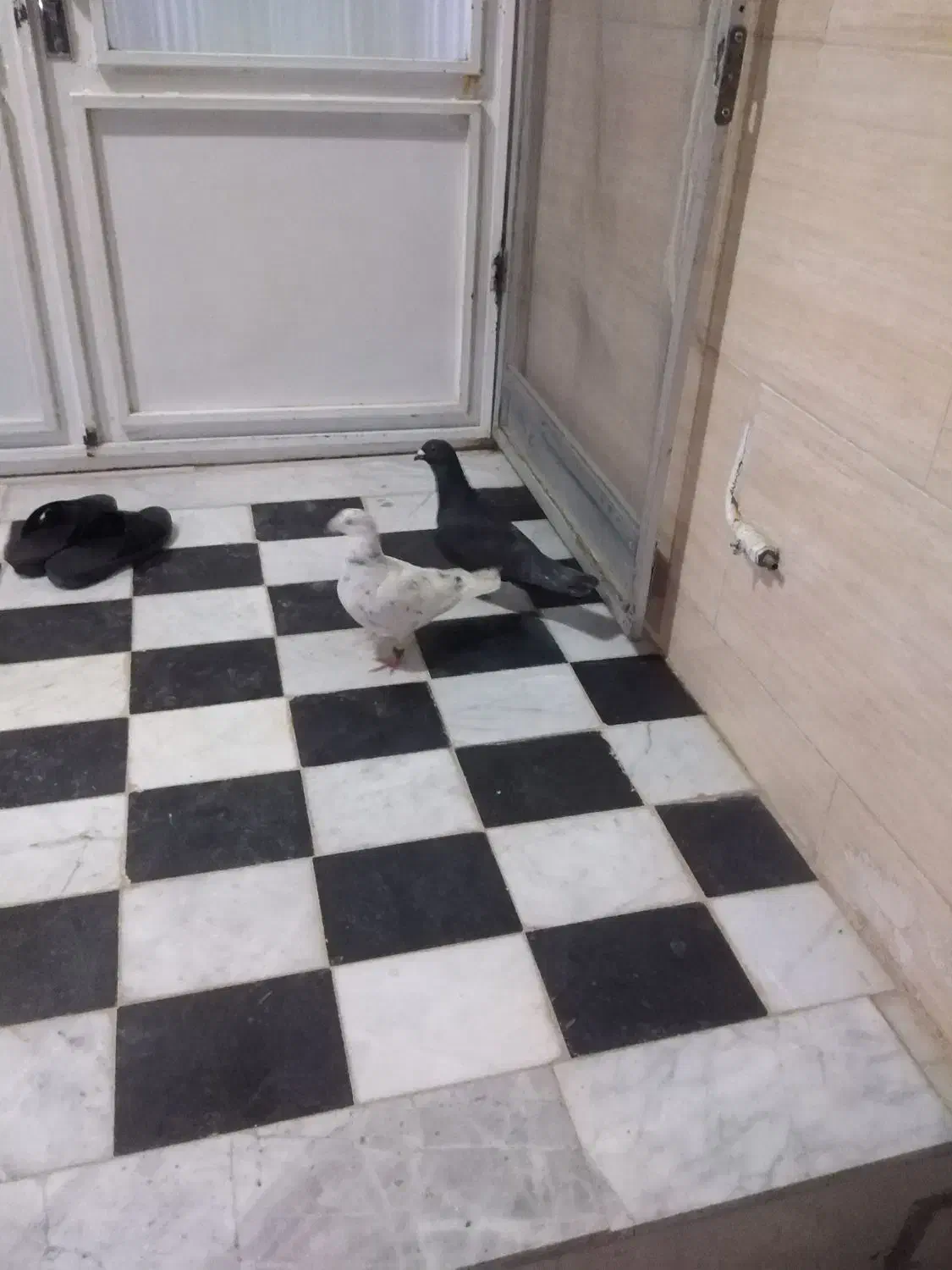 دوتا نر کفتر معاوضه با جوجه عروس هلندی|پرنده|قائن, |دیوار