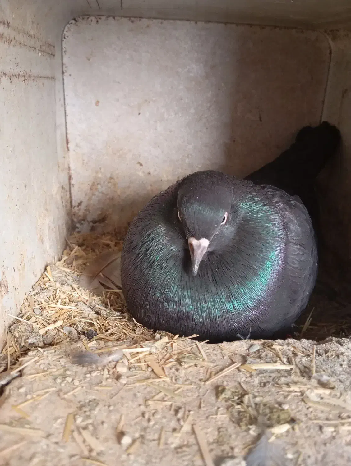 کبوتر|پرنده|گلپایگان, |دیوار