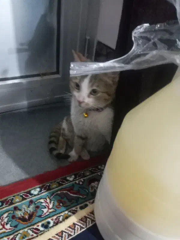 حیوان گربه|حیوانات|میاندوآب, |دیوار