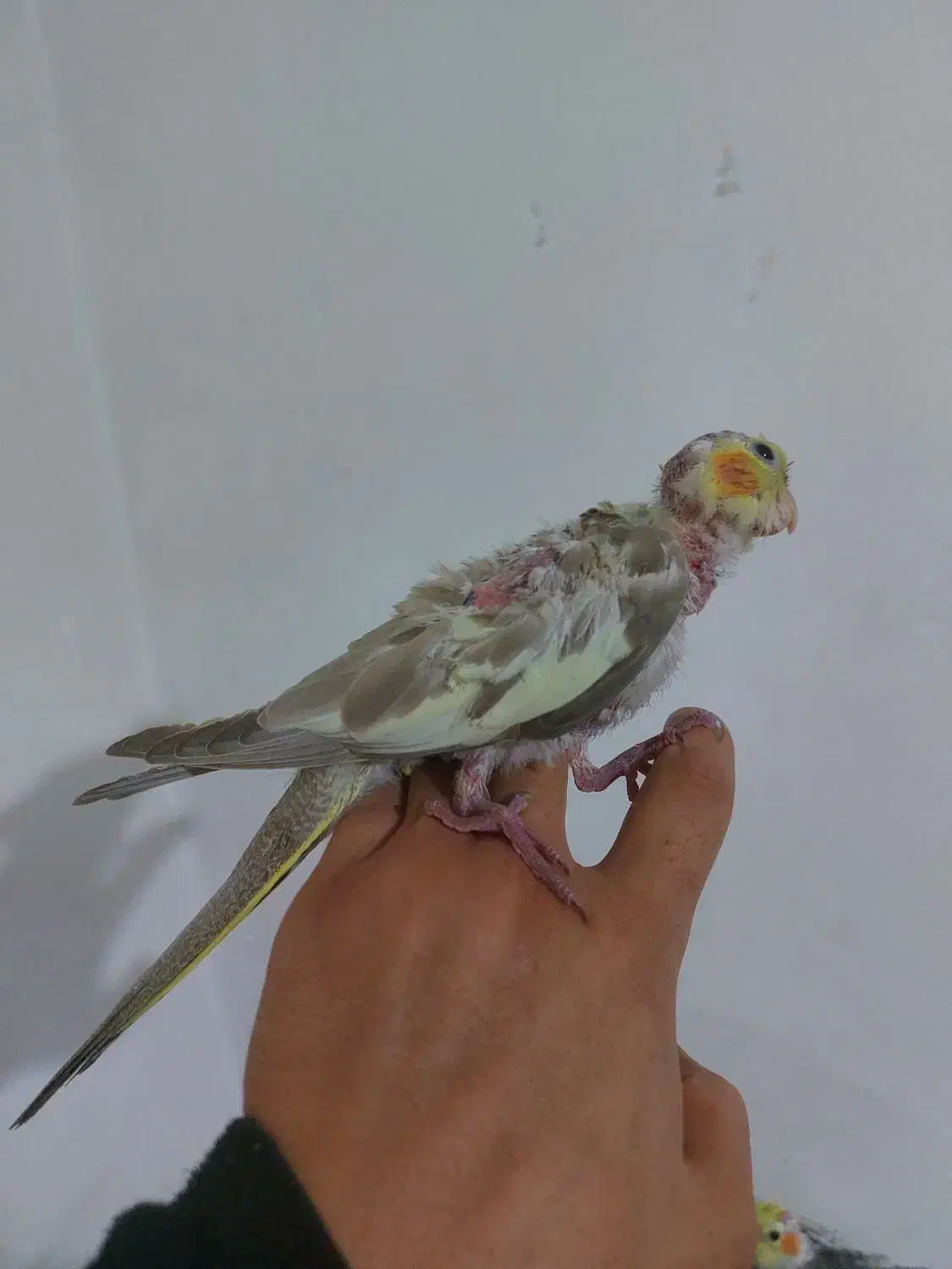 عروس هلندی مولدباجوجه ها و قفس کامل|پرنده|شیراز, شیخ علی چوپان|دیوار