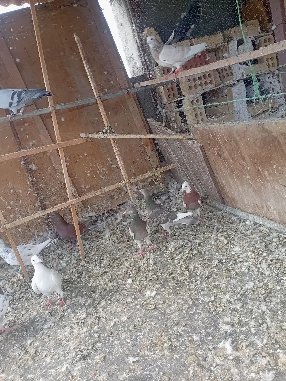 کفتر رنگی والمانی|پرنده|سمنان, |دیوار