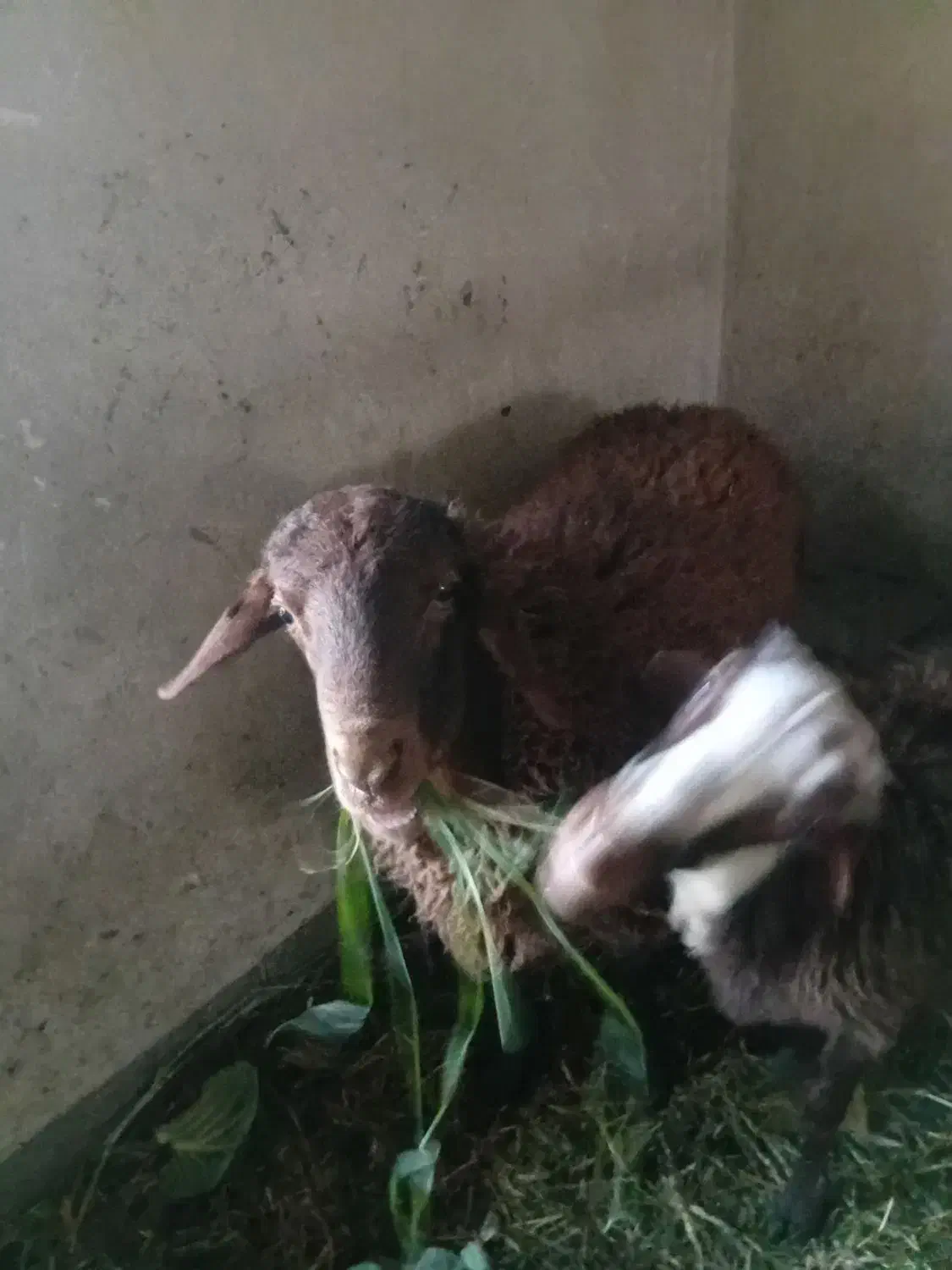 بره نر|حیوانات مزرعه|مشکین‌دشت, |دیوار