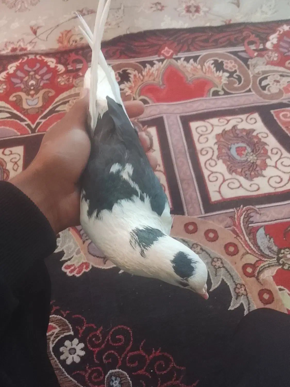 سلام یک جفت کفتر پلنگ|پرنده|بم, |دیوار