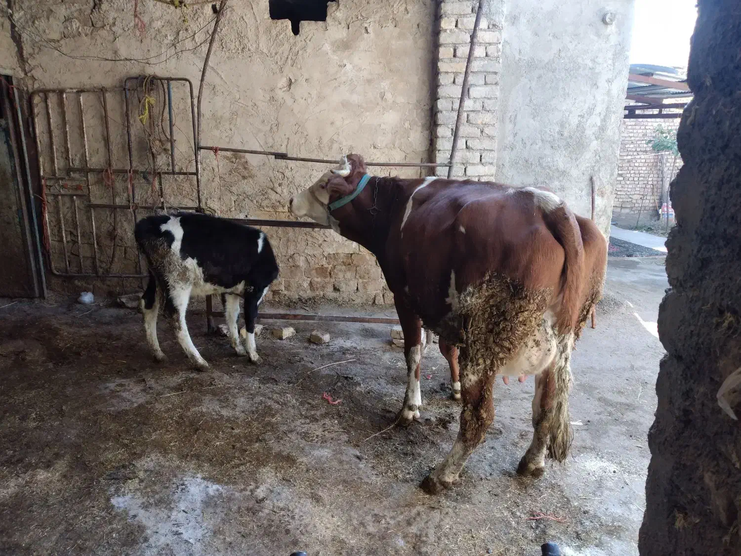 گاوشیر۲۰گوساله ماده|حیوانات مزرعه|اراک, |دیوار