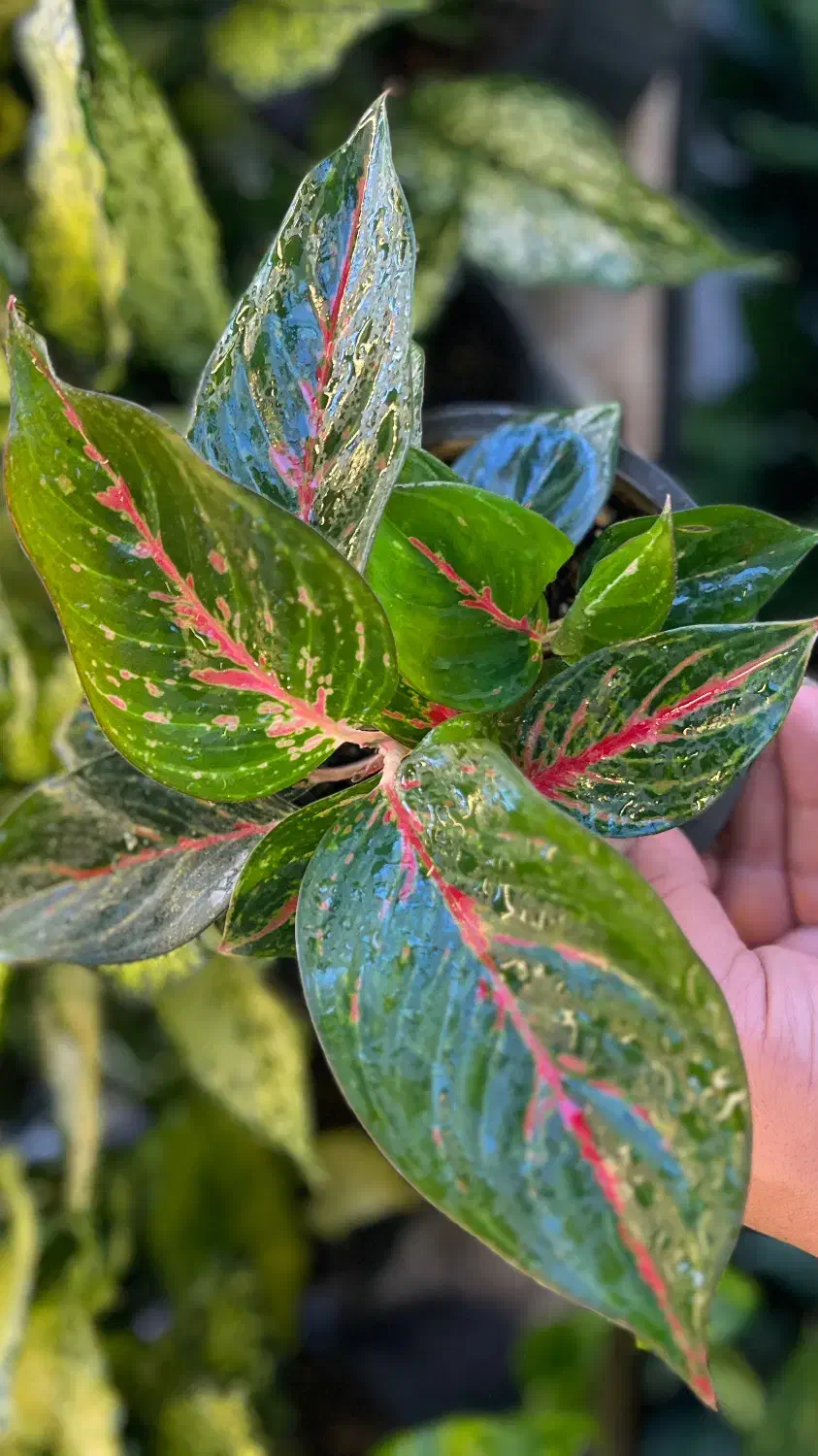 انواع آگلونما رنگی|گل و گیاه طبیعی|اهواز, کوی سعدی|دیوار