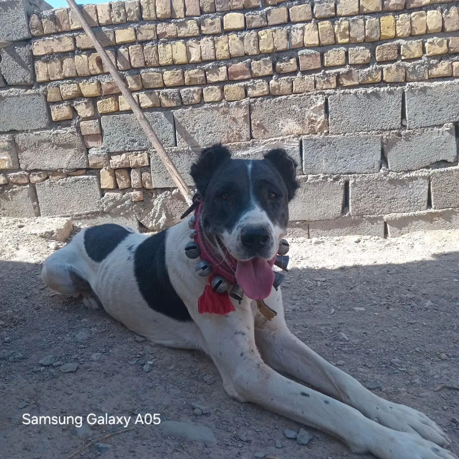 سگ ماده|سگ|قائن, |دیوار