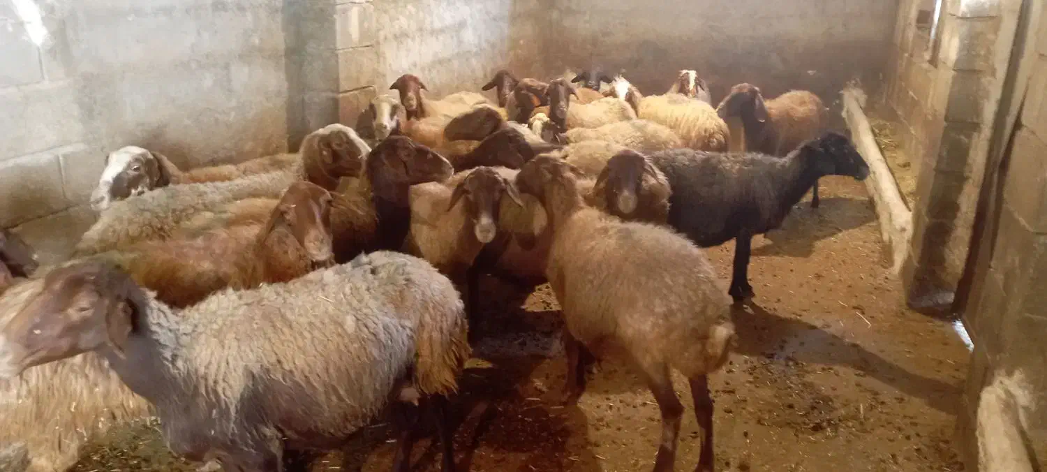 22 راس میش و بره درجه یک مالچه|حیوانات مزرعه|دینور, |دیوار