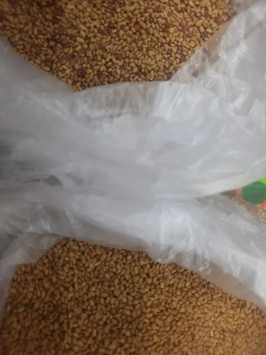 بذر یونجه|گل و گیاه طبیعی|ایلخچی, |دیوار