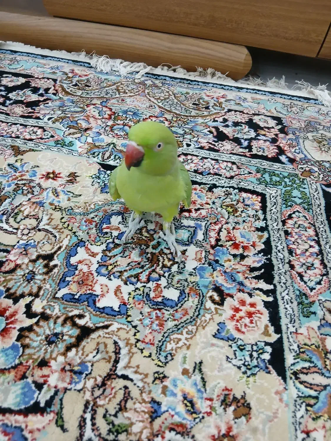 طوطی ملنگو ماده|پرنده|بوشهر, |دیوار