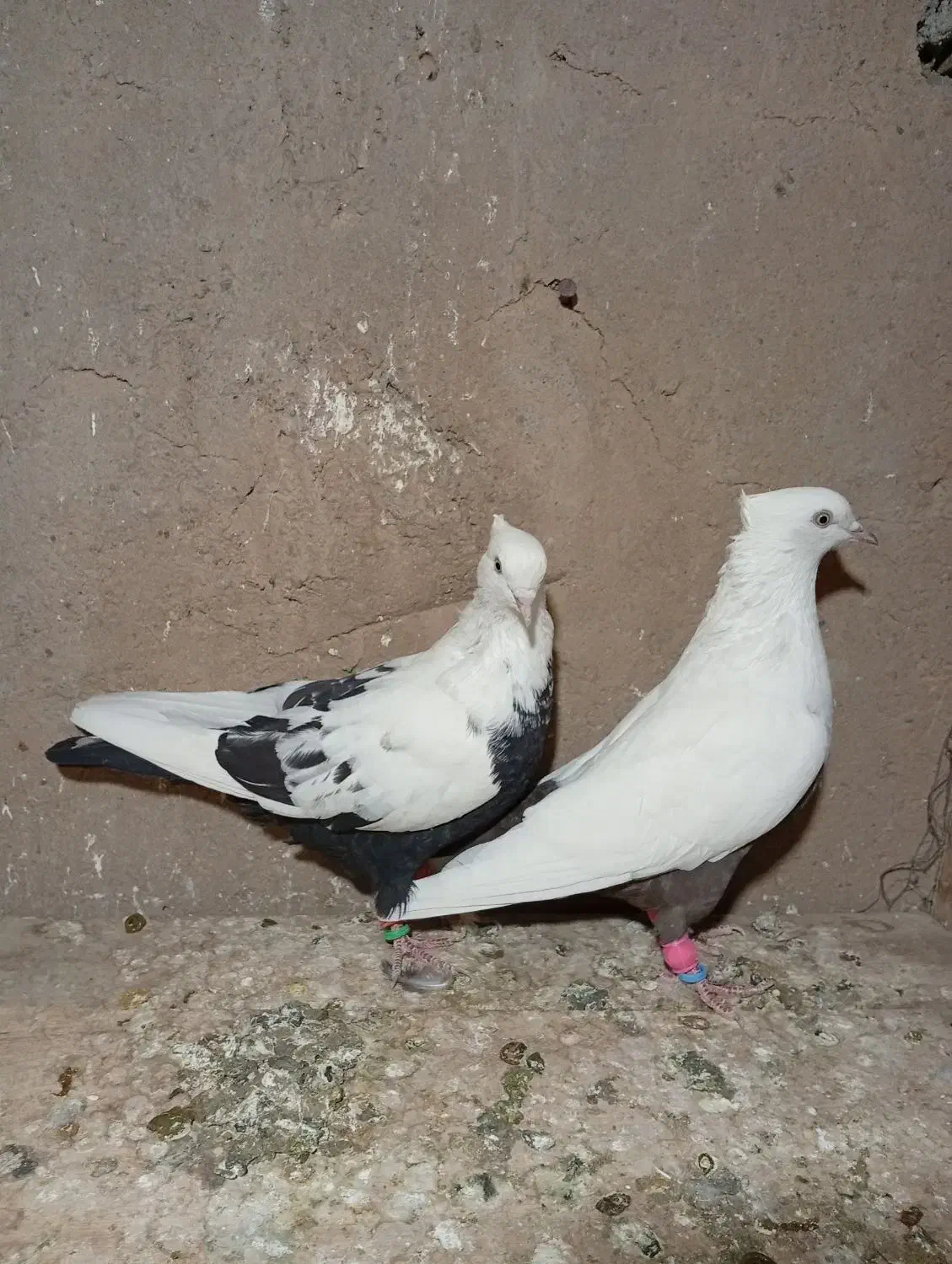 دوتا دمبی یه دورنگ|پرنده|تاکستان, |دیوار