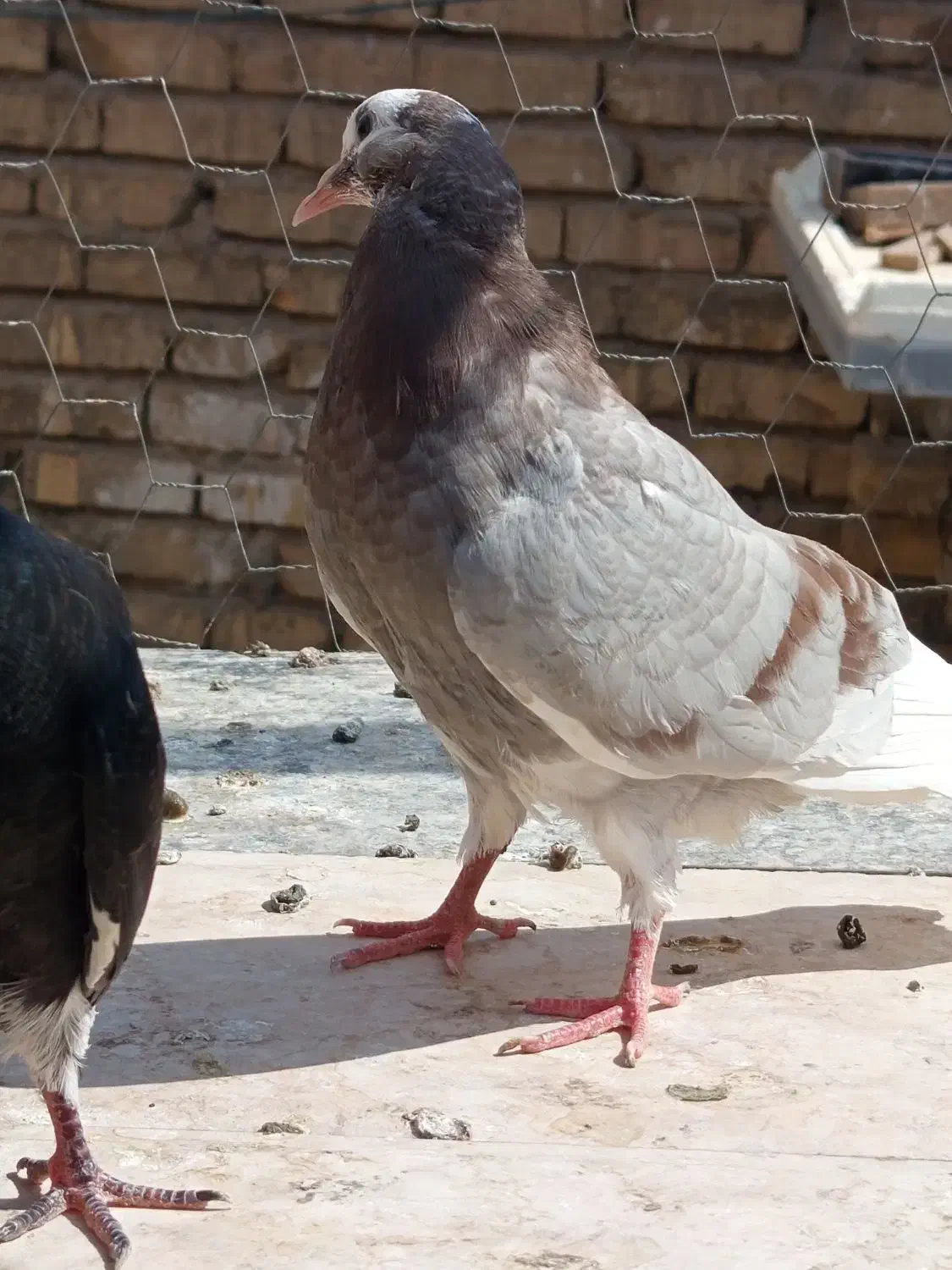 جوجه زیر کت چپ آلبالویی|پرنده|قم, شهید صیاد شیرازی|دیوار