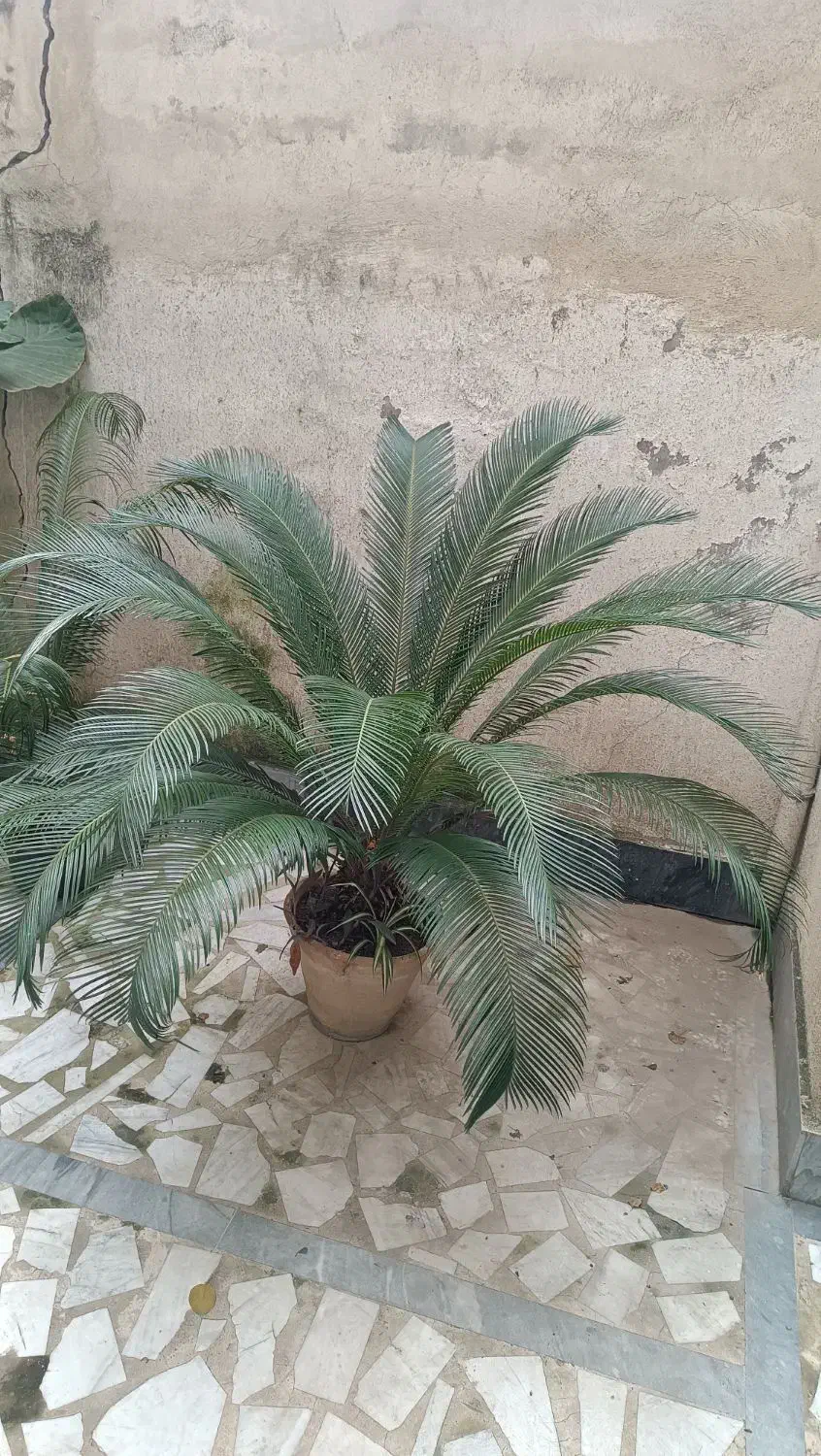 گل سیکاس|گل و گیاه طبیعی|رشت, سعدی (تختی)|دیوار