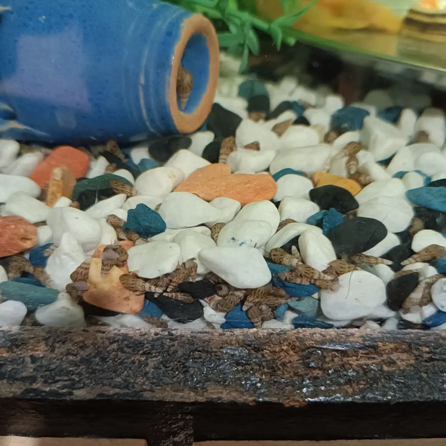 حلزون رامشون|ماهی|تهران, یافت‌آباد|دیوار