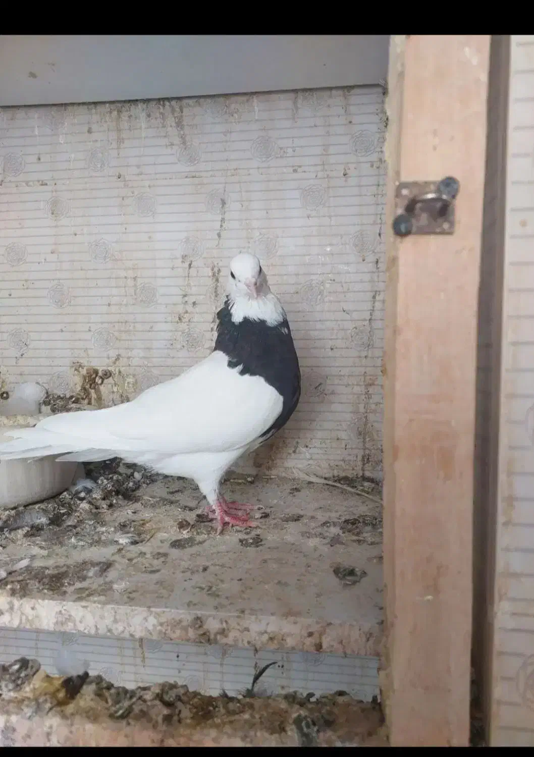 طوقی|پرنده|پیر بکران, |دیوار