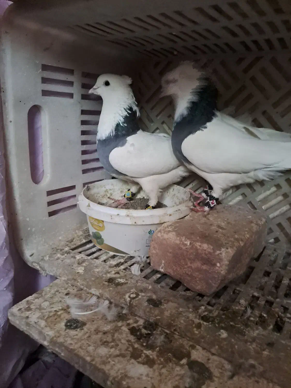 پرشی|پرنده|محلات, |دیوار