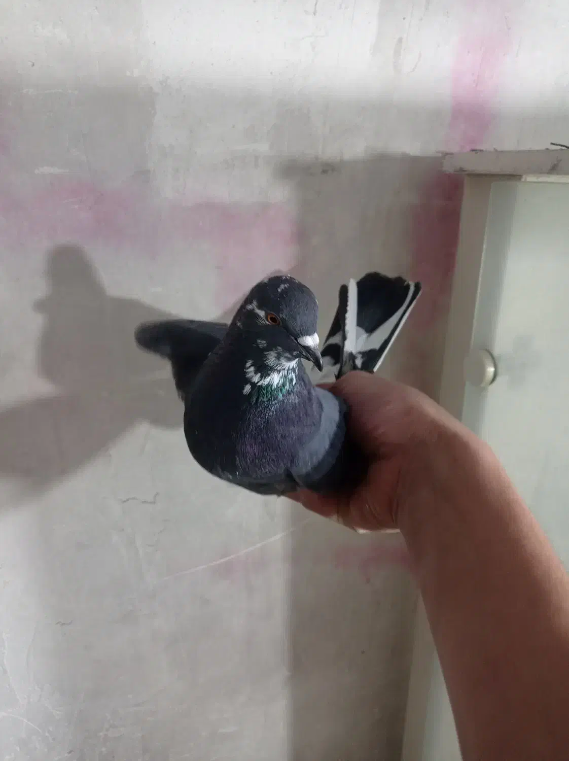 کبوتر|پرنده|اردبیل, |دیوار