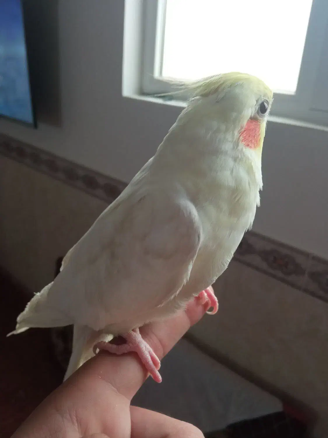 یک عروس هلندی نر بالغ جوان دستی و سخنگو|پرنده|شاهرود, |دیوار