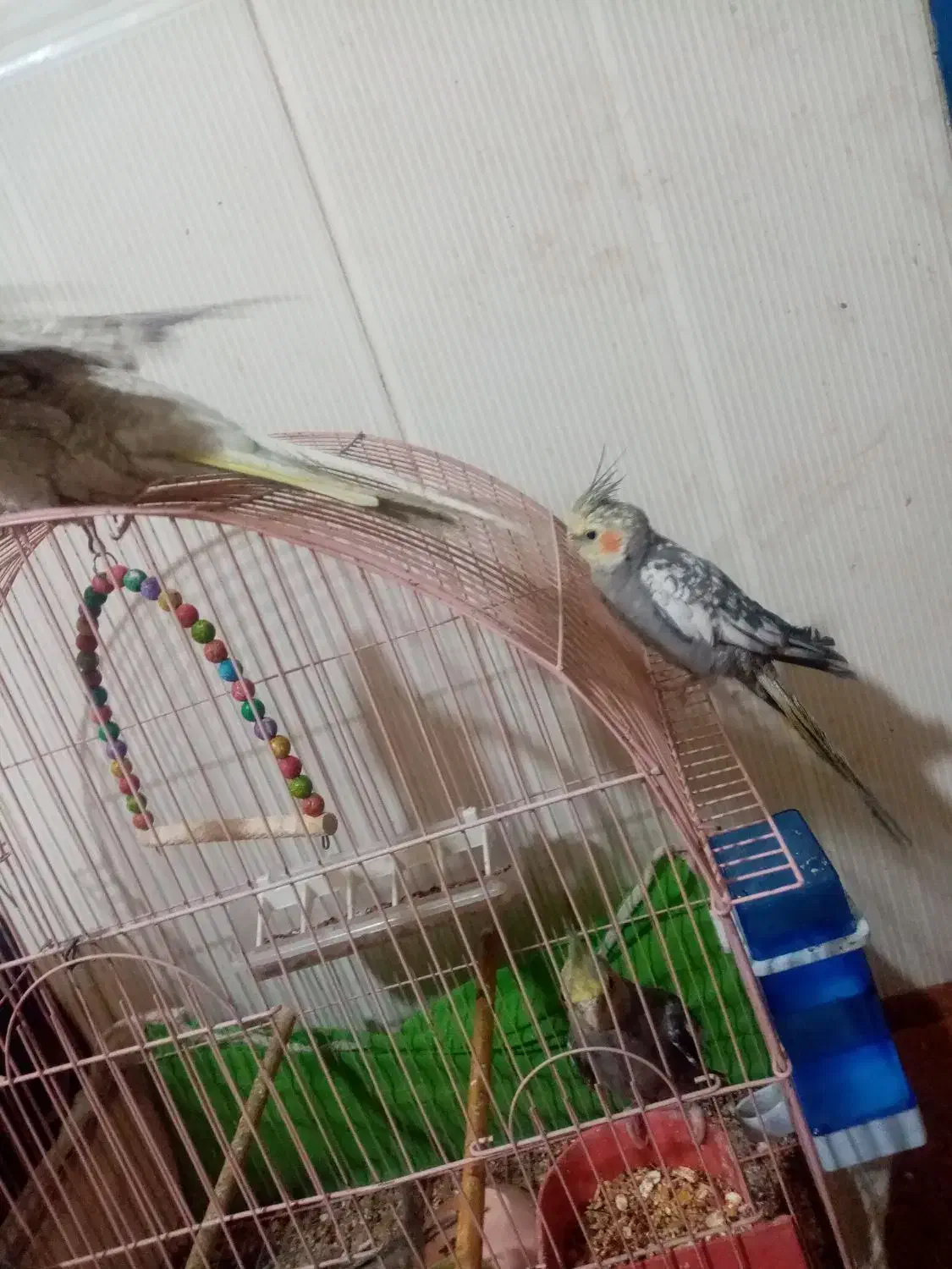 عروس هلندی|پرنده|درمیان, |دیوار