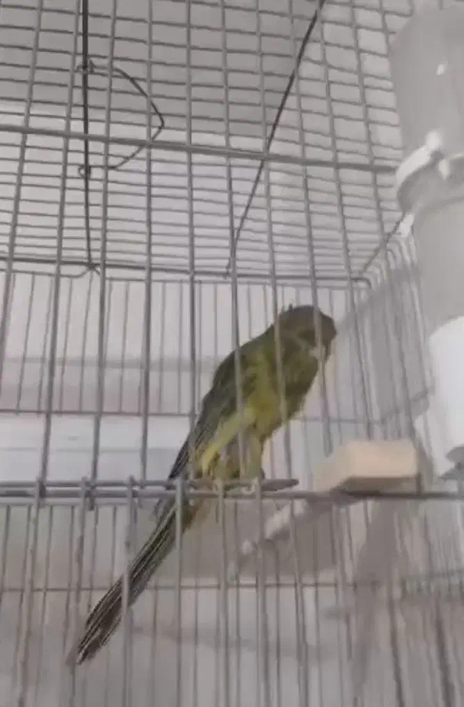 قناری رسمی بلند|پرنده|اندیشه, شهرک کوثر|دیوار