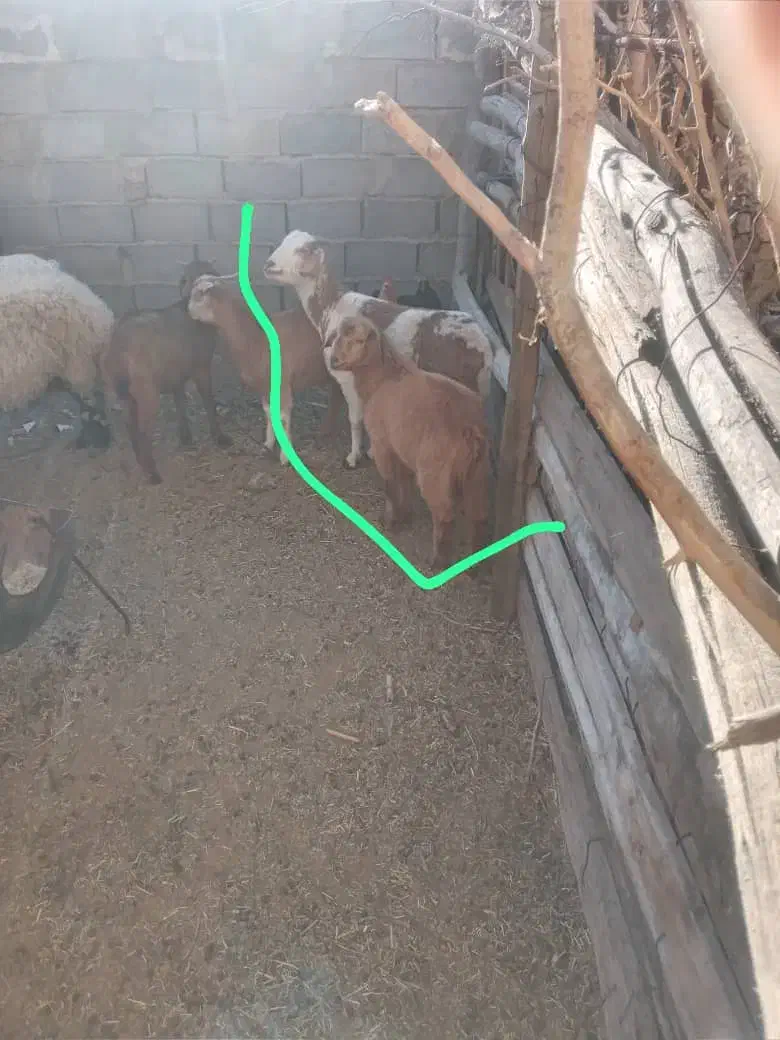 بزکره|حیوانات مزرعه|زرند, |دیوار