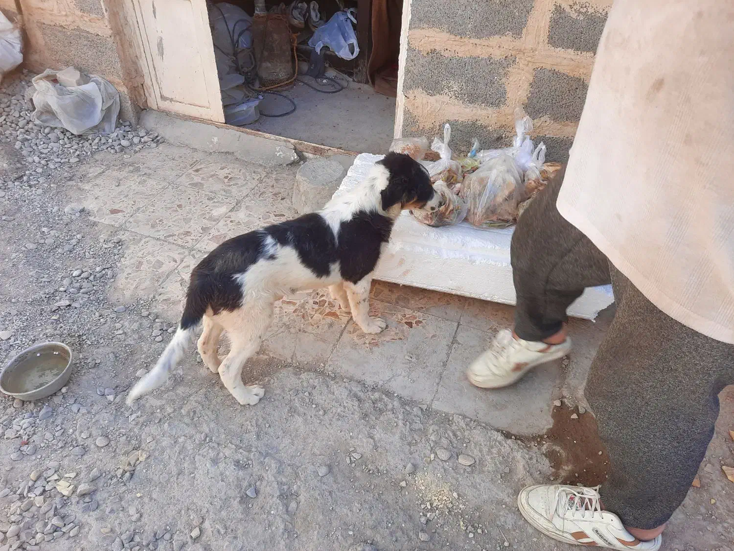 سک قدرجونی|سگ|اهواز, فرهنگ شهر|دیوار