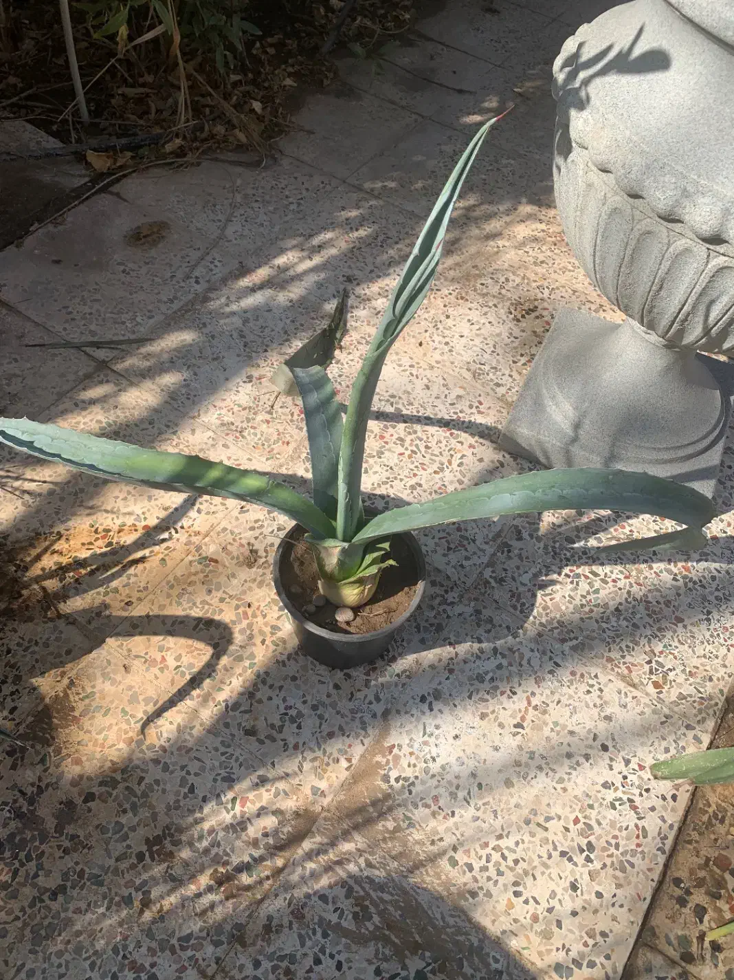 آلوورا ، آگاو|گل و گیاه طبیعی|اهواز, ۲۰۰دستگاه|دیوار