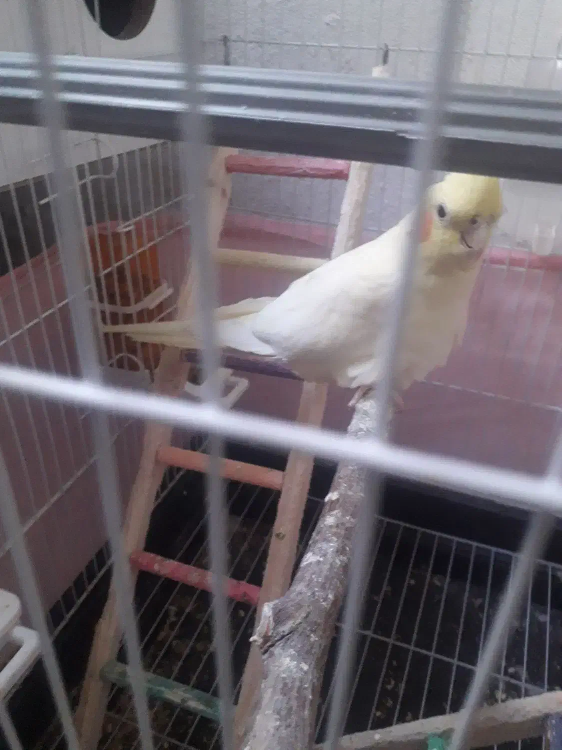 عروس هلندی ماده|پرنده|فشاپویه, |دیوار