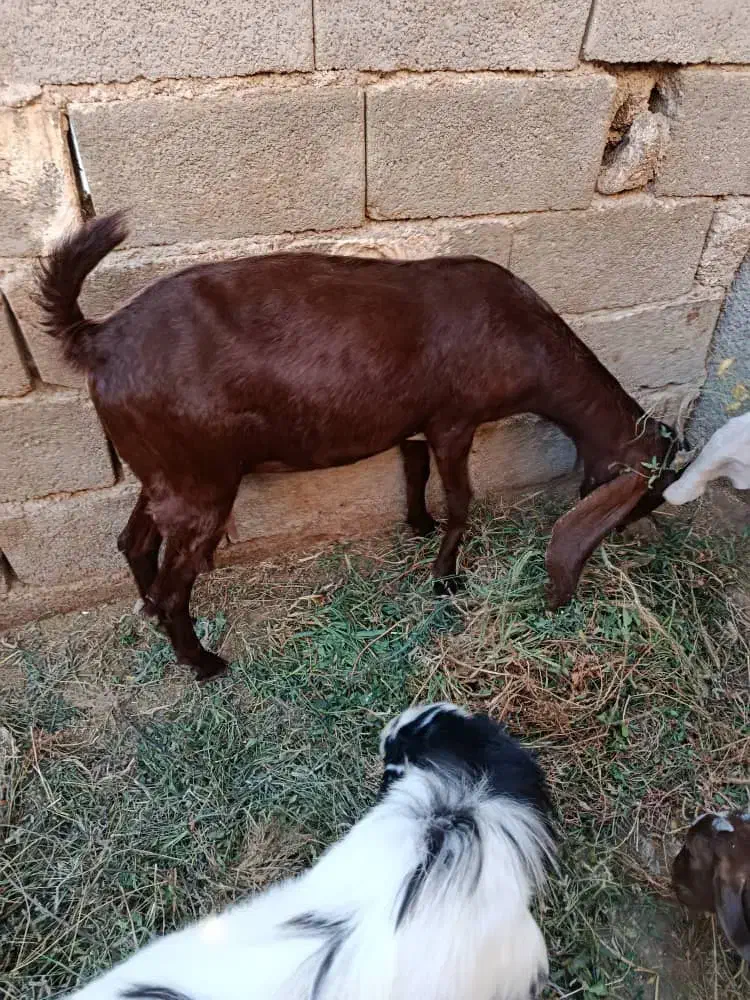 دوعددبز دو وسه قلوزا|حیوانات مزرعه|جم, |دیوار