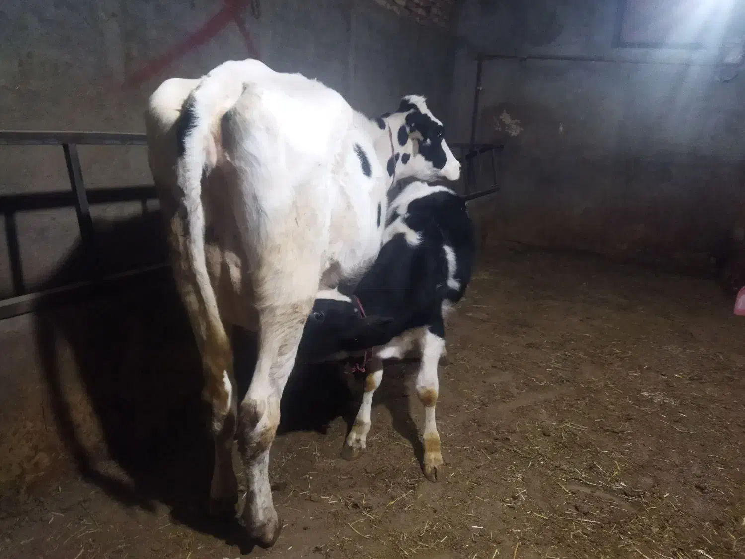 یک راس تلیسه شکم اول|حیوانات مزرعه|تبریز, |دیوار