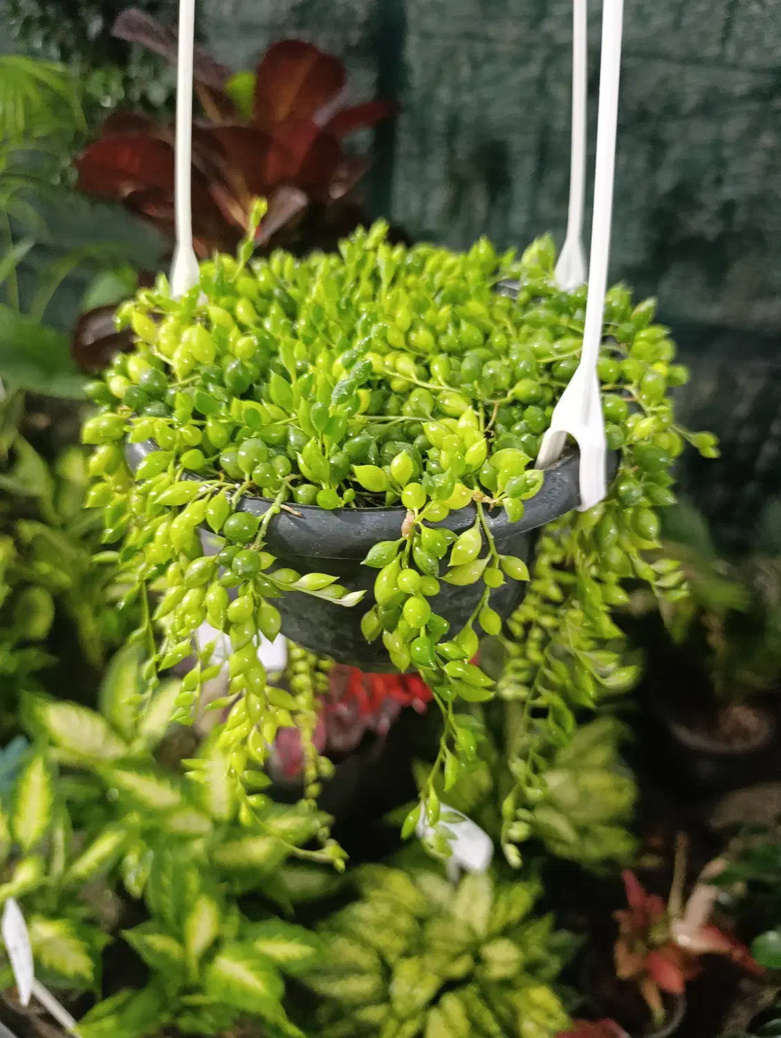 گل و گلدان|گل و گیاه طبیعی|رباط‌کریم, شهرک درخشان|دیوار