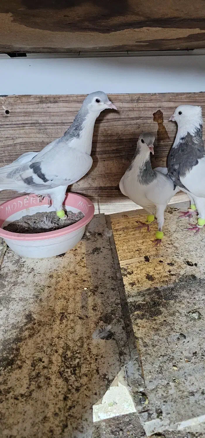 کبود تر رنگی|پرنده|تاکستان, |دیوار