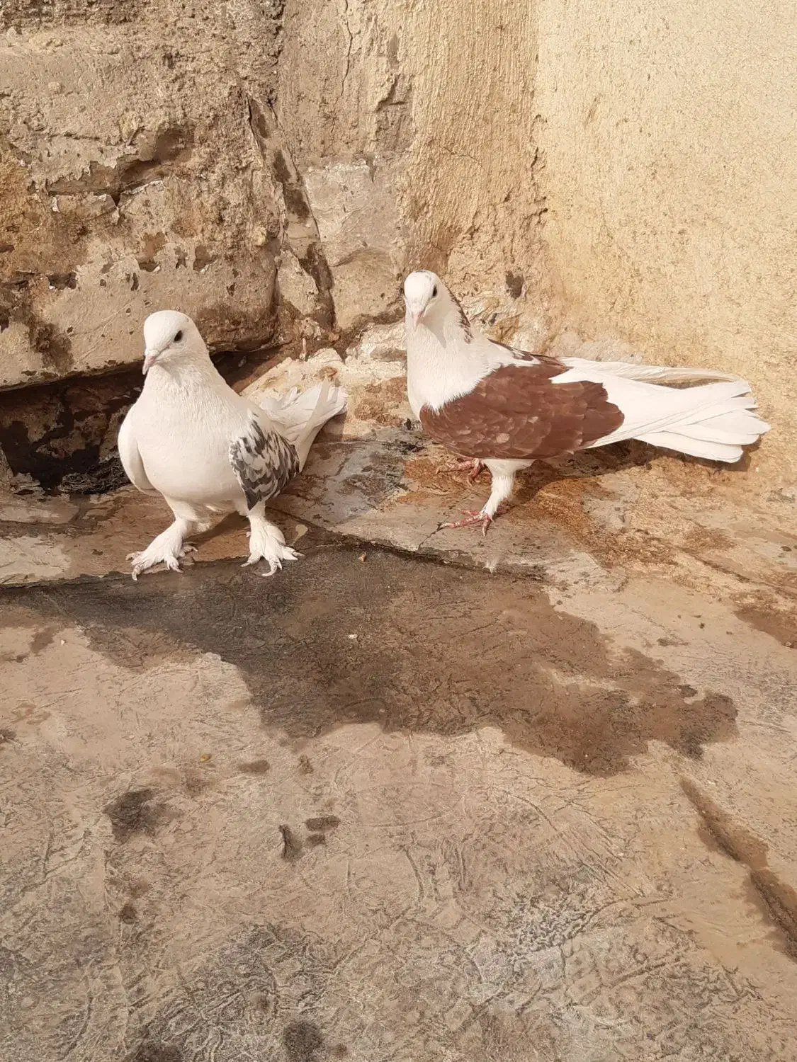 کبوتر اصفهانی|پرنده|برخوار, |دیوار